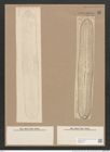 Navicula gigas (Ehr.) Kuetz. (de-Toni-Nr.: Genus 1, Species 2) Zeichnungen Sammlung Grunow Nr. 16 (NHMW-BOT-W0366198)